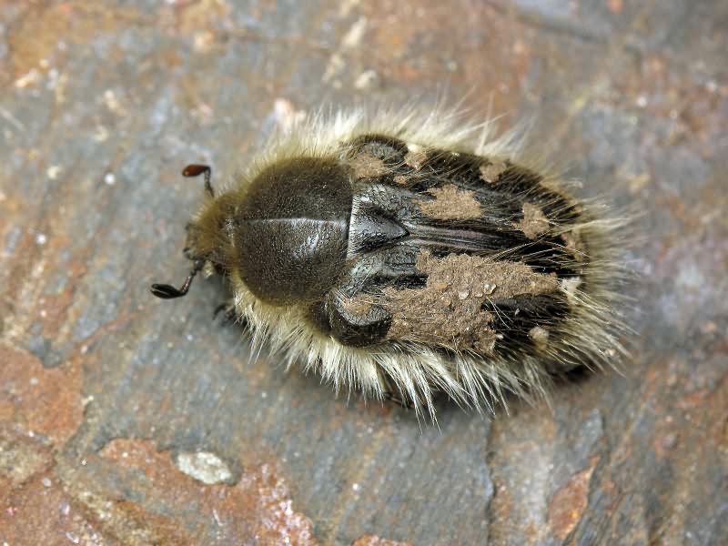 Tropinota hirta (Poda, 1761)